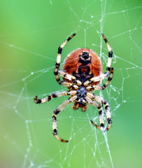 Spinne im Ntz