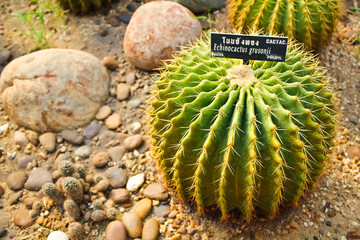 echinocactus grusonii