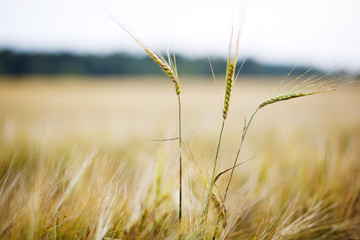 Fototapeta premium Field of wheat in a sunny day