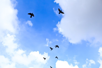 bird in the sky
