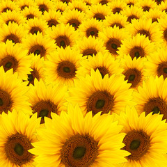 Obrazy na Szkle  piękne żółte słoneczniki