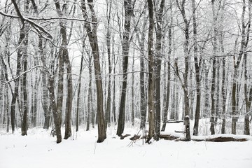 Naklejka premium Winter Forest