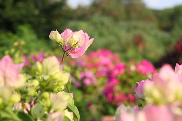 Obraz premium tropical flowers in garden