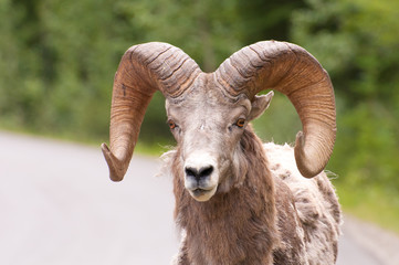 Portrait of bighorn sheep
