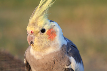 Cockatiel. Love bird close up