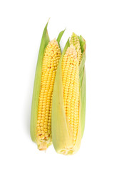 Fresh ear of corn