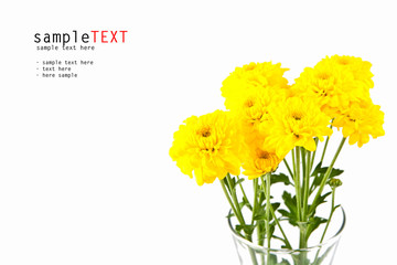 Yellow Chrysanthemum on white background