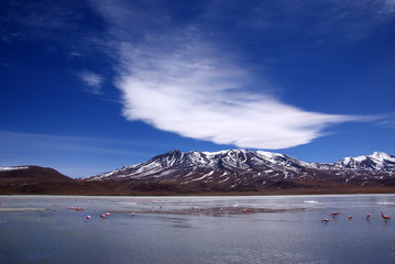 Laguna celeste, Flamingos, Bolivia