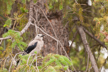 Clark's Nutcracker bird