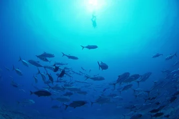 Papier Peint photo Turquoise 海底に群れるギンガメアジとダイバー