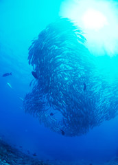 ギンガメアジの大群