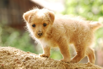 little puppy © suchyk