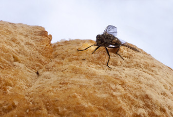 Fly on food