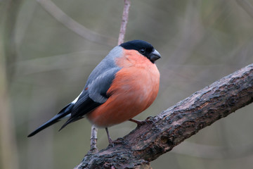 Bullfinch