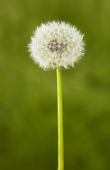 Pusteblume 01