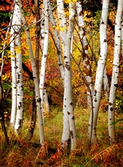  Herfst Berkenbomen © Lane Erickson