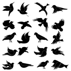 Bird Silhouette
