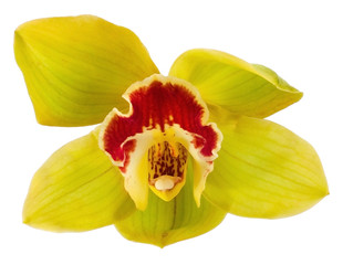 Fototapeta na wymiar Green orchid