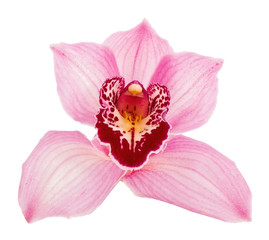 Fototapeta na wymiar Elegant orchidea