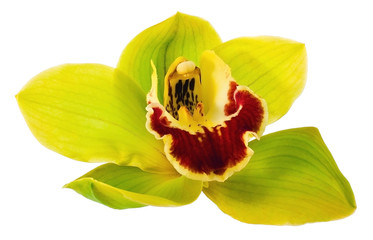 Green orchid © Mexrix