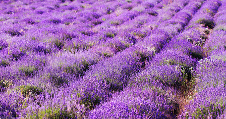 Naklejka na ściany i meble color lavender field