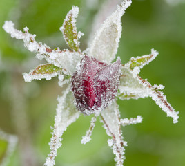 Fototapeta premium Frozen red rose