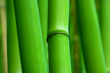 Green Zen Bamboo