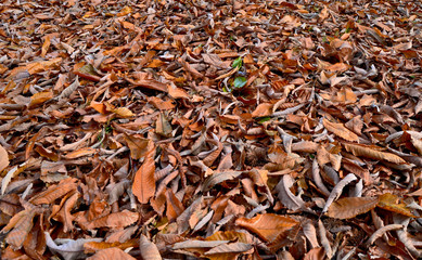 Autumn Leaves