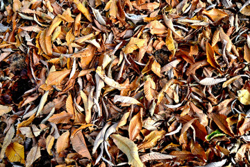 Autumn Leaves