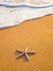 Fototapeta na wymiar Star Fish on the Beach