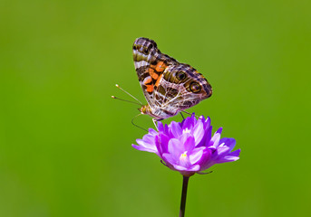 Butterfly on Colorful Flower