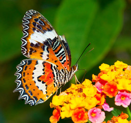 Obraz na płótnie Canvas Motyl na kolorowy kwiat