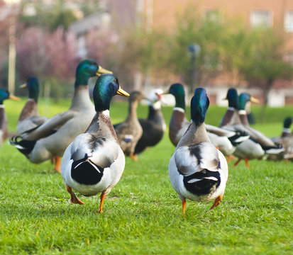flock of drakes. photo with selective focus
