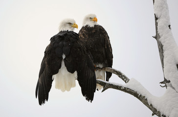 Bald Eagle pair © Uryadnikov Sergey