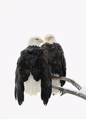 Bald Eagle pair © Uryadnikov Sergey
