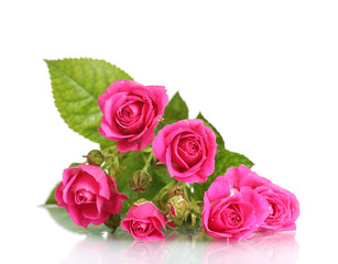 Many pink roses isolated on white