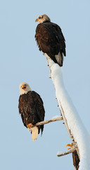 Bald Eagle pair