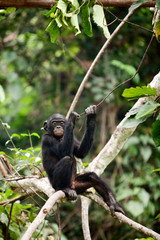 The cub Bonobo