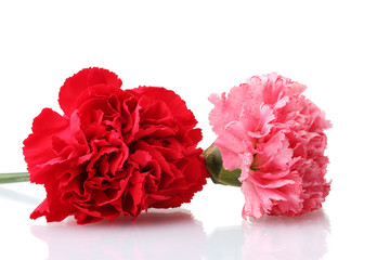 Two carnation isolated on white