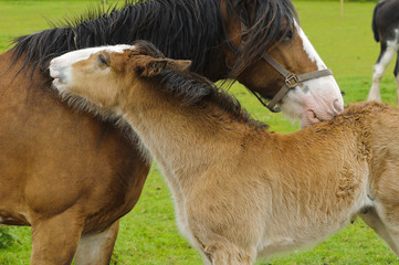 Shire Horse and Foal