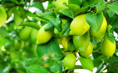 Green lemons on tree