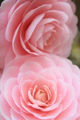 Fotobehang Macro Otome Tsubaki  © fuum