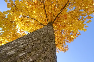 Deurstickers autumn tree © Horticulture