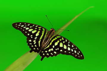 Graphium on grass