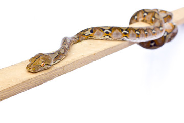Fototapeta premium snake