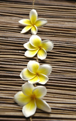Obraz na płótnie Canvas Zestaw linii kwiat frangipani na matę