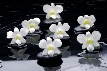 Obraz na płótnie Canvas Set of white orchids on black stone with reflection
