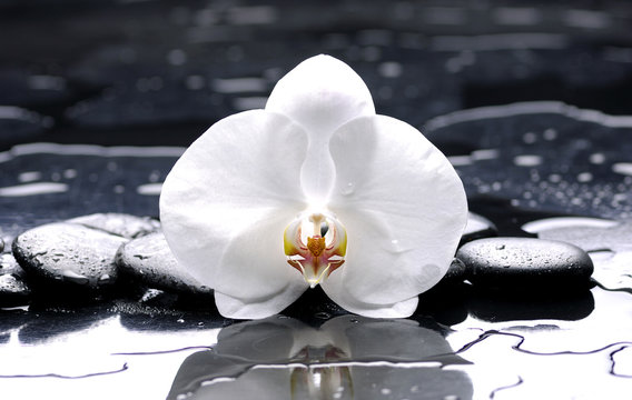 Fototapeta zen or spa still life on black with white orchid