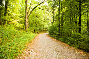 Fototapeta premium Foot road