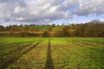 field